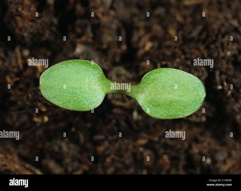 Nipplewort Lapsana Communis Seedling Cotyledons Only Stock Photo Alamy