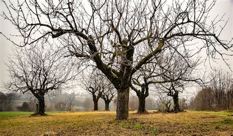 Rvores Nuas Na Paisagem Contra O C U Foto Premium