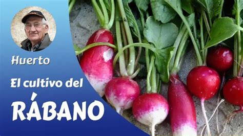 Cultivando rábanos La guía completa para plantar cultivar y cosechar