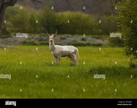 White Fallow Deer Stock Photo Alamy