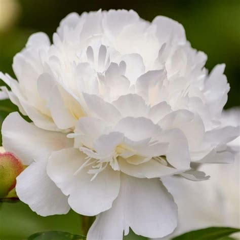 Tips for Using Peonies as Cut Flowers