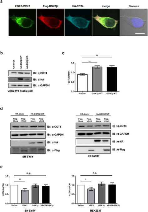 Gsk3β Inhibits Vrk2 Mediated Degradation Of Chaperonin Tric A