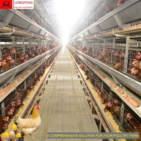 Longfeng Multi Tier H Frame Chicken Cages For Layer Raising System For