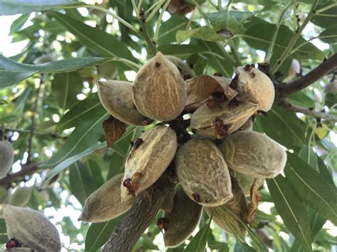 Enfermedades Del Almendro C Mo Tratarlas Certis Belchim