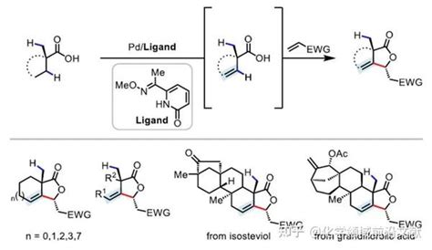 余金权教授团队JACS配体促进脂肪族羧酸的β γ 脱氢反应一步合成β 亚烷基 γ 内酯 知乎