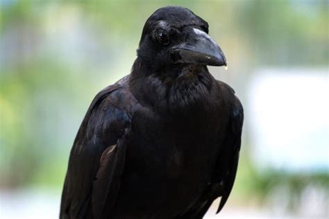 Crow Named Canuck Takes Off With Knife From Vancouver Crime Scene