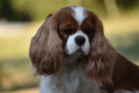 Chien Elevage Du Mas Ensoleill Eleveur De Chiens Cavalier King