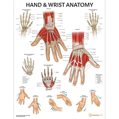 Hand & Wrist Anatomy Chart | Hand Anatomical Poster