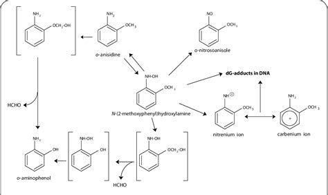 Figure 1 From Genotoxic Mechanisms For The Carcinogenicity Of The