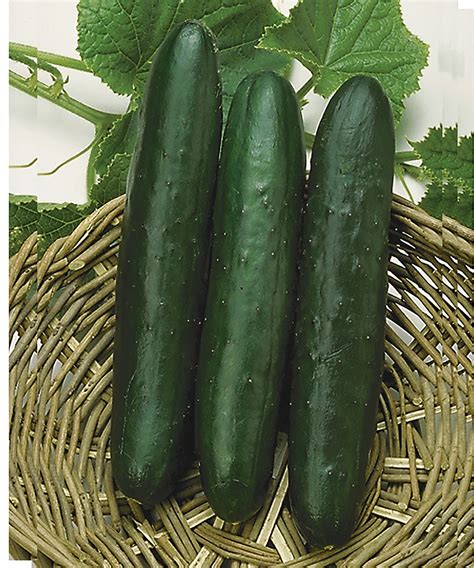 Cucumber, Sweet Success Hybrid – William Dam Seeds