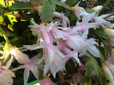 Zygocactus Schlumbergera Common Name Mixed Colours 125mm Pot Dawsons Garden World