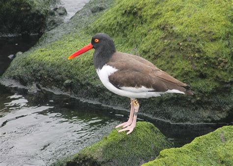 American Oystercatcher Barnegat Lighthouse State Park Bar Flickr