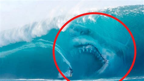 Megalodons Caught On Camera Spotted In Real Life Sharks Scary