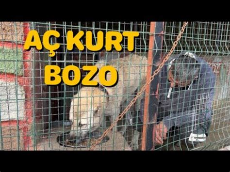 KANGAL BOZONUN İŞTAHI AÇILDI YouTube