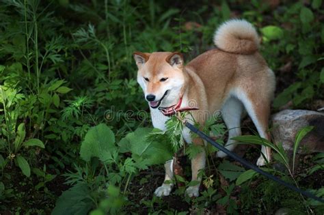 Perro Pedigr Joven Que Descansa Sobre La Playa Perro Rojo Del Inu Del