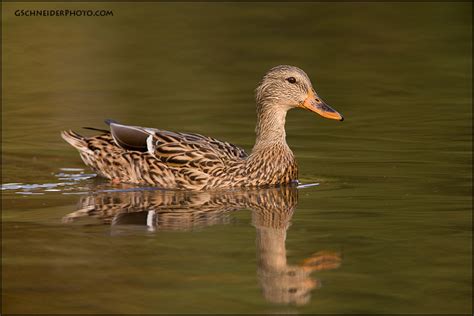 Mallard Hen 892