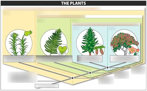 Biology 1102 Plant Taxonomy Diagram Quizlet