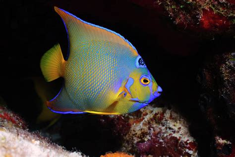 Juvenile Queen Angelfish Holacanthus By Dan Herrick