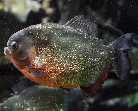 Red Bellied Piranha The Deepuk Markcoates