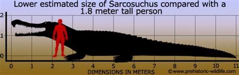 Sarcosuchus - 8 Largest Prehistoric Crocodiles Ever