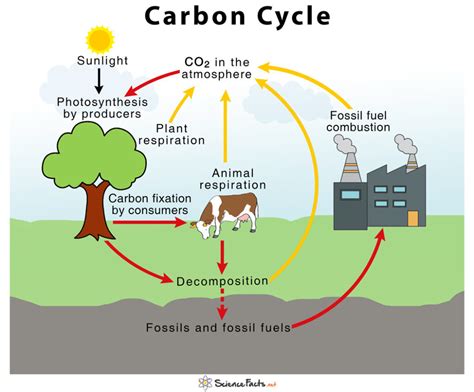 Quiz 3 Carbon Cycle Diagram Quizlet