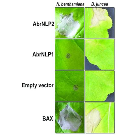 Agroinfiltration Of AbrNLP1 And AbrNLP2 In N Benthamiana And B