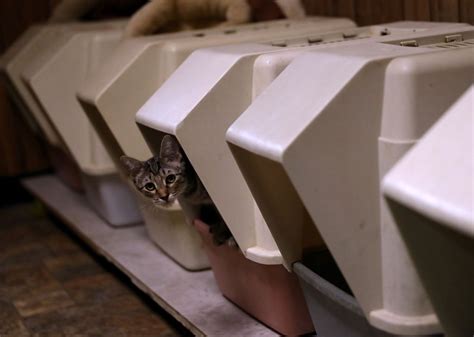 Animal Shelter Invites You To Put Your Exs Name On A Litter Box