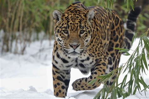 Jaguar Snow Big Cat Walk Wallpaper Coolwallpapers Me