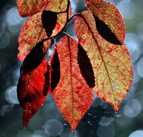 Herbstlaub Karin Rogmann Flickr