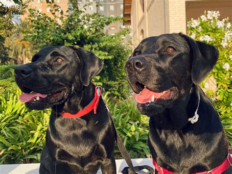 Cu Ndo Dejan De Crecer Los Cachorros De Labrador Preguntas Frecuentes