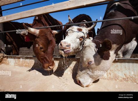 Feeding The Cows On Farm Stock Photo Alamy