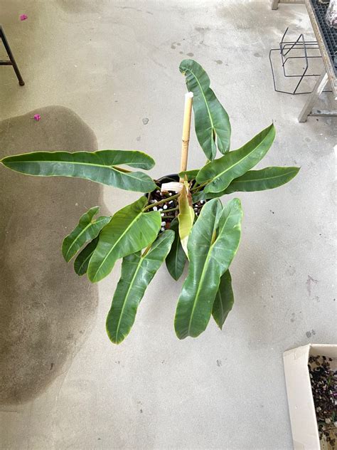 Philodendron Billietiae X Atabapoense Furniture Home Living