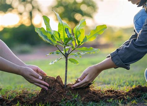 How To Plant A Tree The Right Way A Step By Step Guide