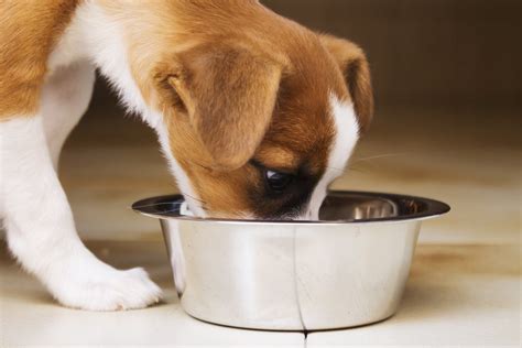 Soro Para Cachorro Como Fazer E Como Usar