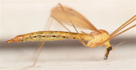 Tiger Crane Fly Nephrotoma Cingulata Bugguide Net