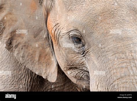 African Elephant Ear Skin Detail Hi Res Stock Photography And Images