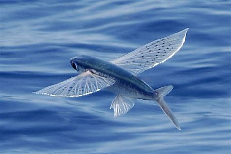 Flying fish - Alchetron, The Free Social Encyclopedia