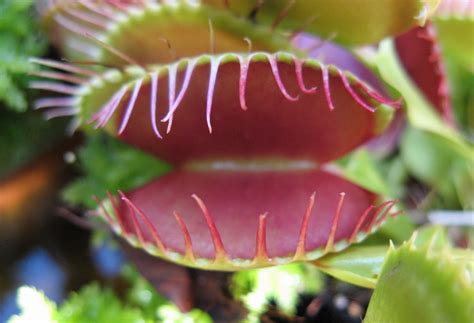 Venus Flytrap Facts – The Voyager