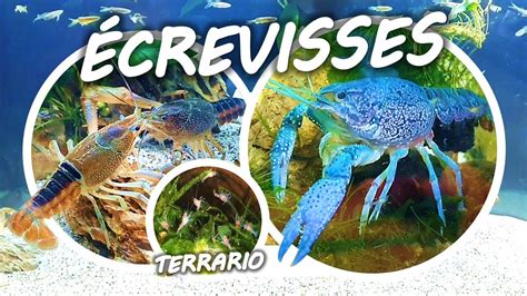 REPRODUCTION et ÉLEVAGE des ÉCREVISSES EN AQUARIUM YouTube