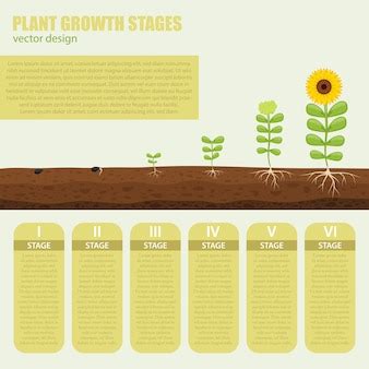 Premium Vector | Plant growth stages