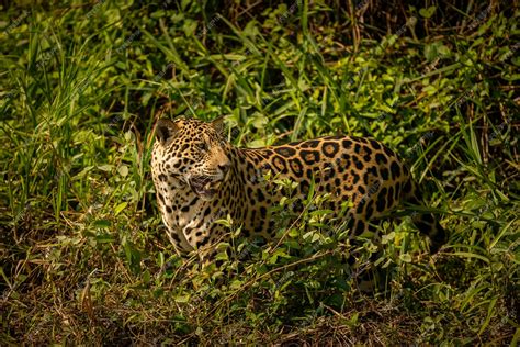 Premium Photo | Beautiful and endangered american jaguar in the nature ...