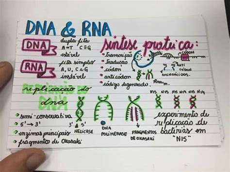 Cidos Nucleicos Dna E Rna Resumos E Mapas Mentais Infinittus