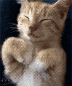 Facepalm-cat GIFs - Get the best GIF on GIPHY