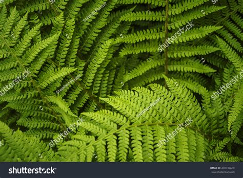 Lush Deep Green Leafy Ferns Stock Photo 438737608 Shutterstock