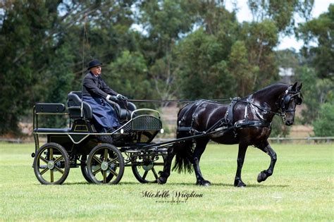 Australian Friesian Horse Society 2019 Keuring Wa Horse