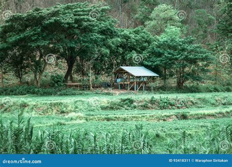 Wood Hut In Paddy And Rice Field In Nature Vintage Background Stock