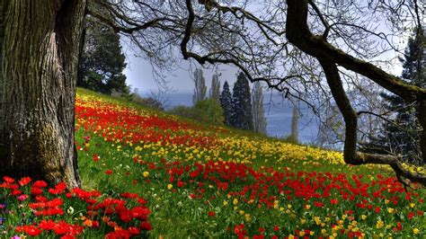 Hill With Many Yellow And Red Flowers