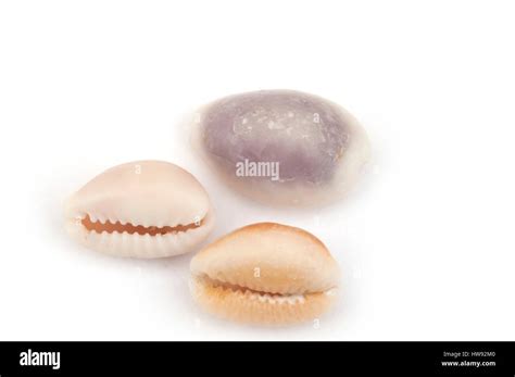 Cowrie Shells White Background Hi Res Stock Photography And Images Alamy