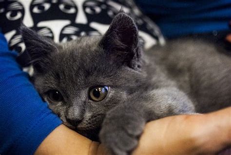 Como Acalmar Gato Medo De Fogos Veja As Dicas Petz