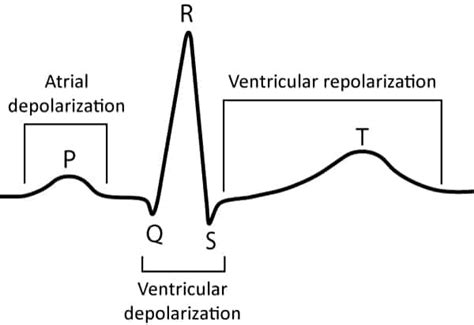 Cardiac electrophysiology: action potential, automaticity and vectors ...